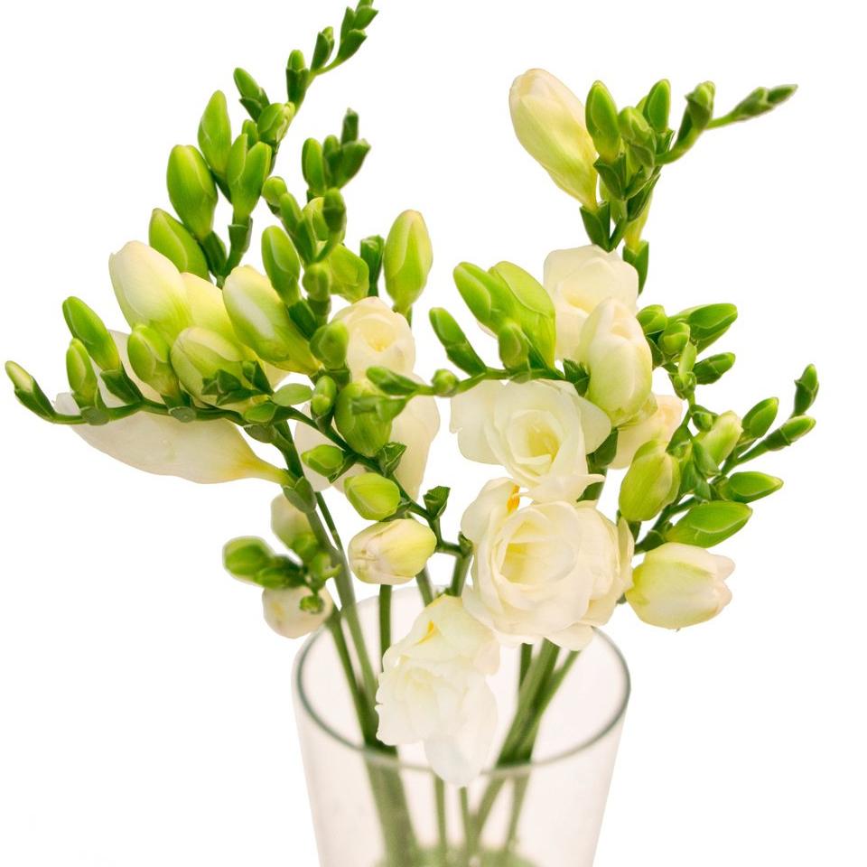 Волшебство нежной фрезии, фото 11