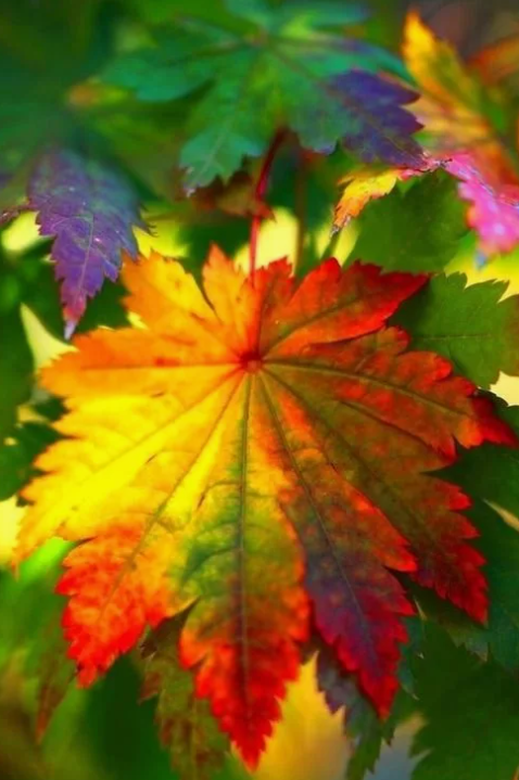 Листья золотой осени, фото 11 Листья золотой осени, фото 11