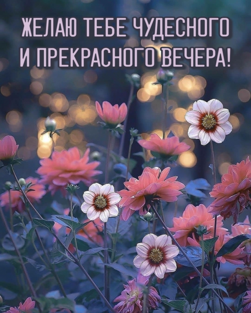 Добрый вечер, фото 11 Добрый вечер, фото 11