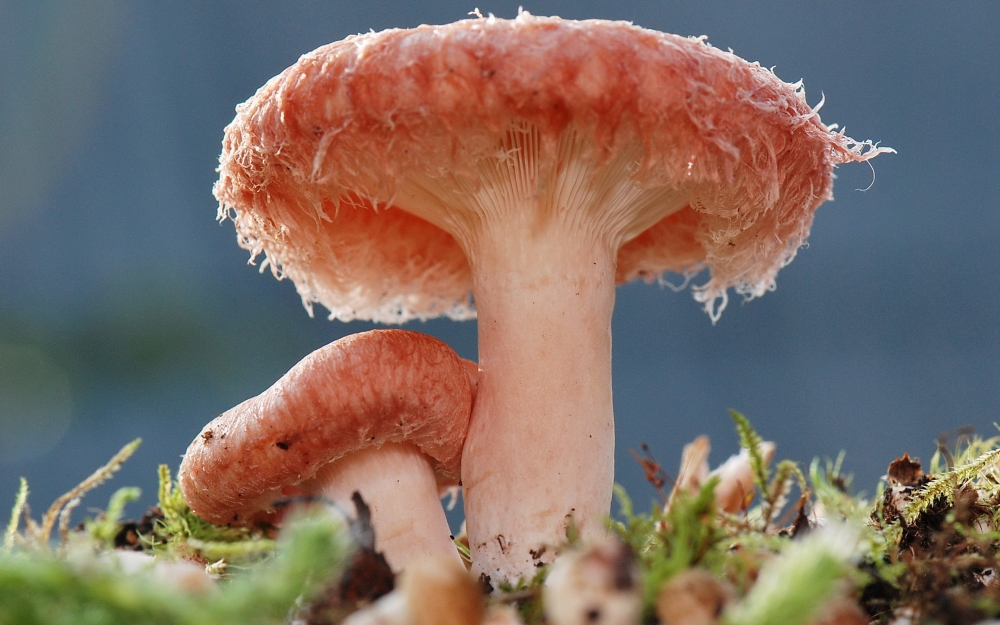 Тихая охота, фото 11 Тихая охота, фото 11