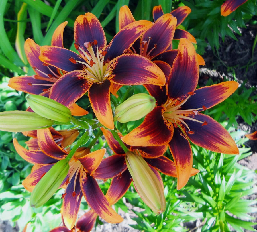 Лето в калейдоскопе ярких лилий., фото 14