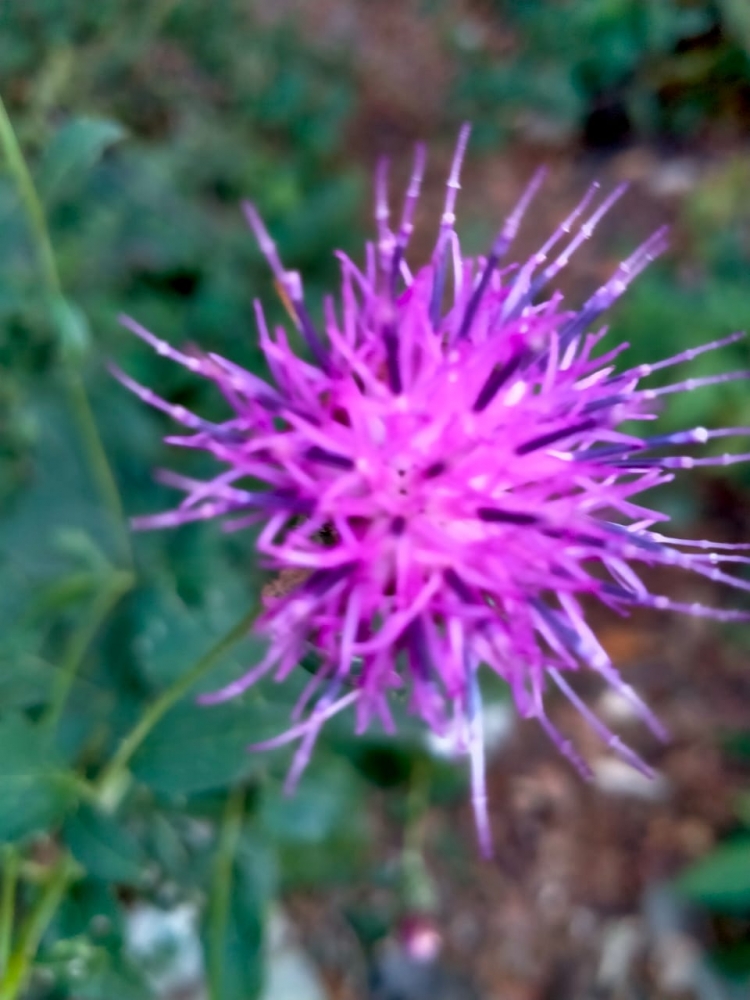 Любые цветы хороши, фото 3