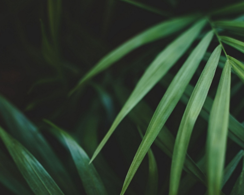 Обои макро (1), фото 12 Обои макро (1), фото 12