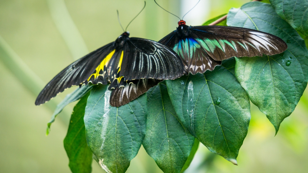 Обои насекомые (1), фото 12 Обои насекомые (1), фото 12