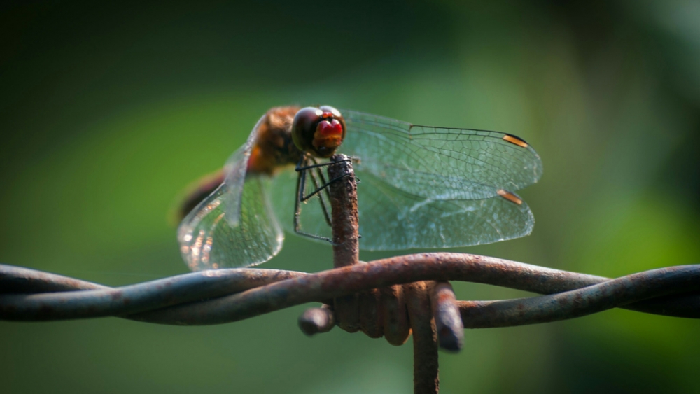 Обои насекомые (2), фото 11 Обои насекомые (2), фото 11