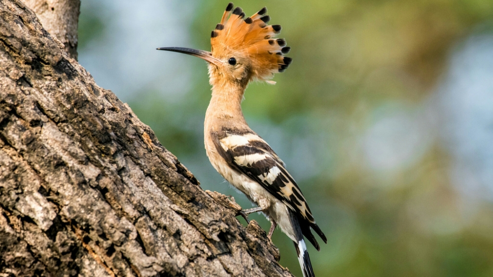 Обои птицы (2), фото 12 Обои птицы (2), фото 12