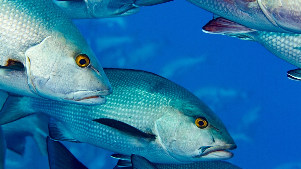 Обои мир моря (1), фото 11 Обои мир моря (1), фото 11