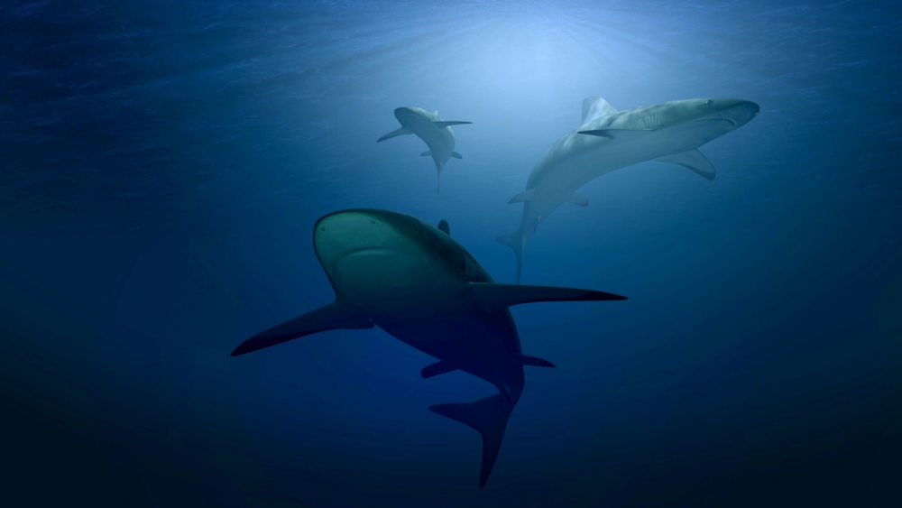 Обои мир моря (2), фото 11 Обои мир моря (2), фото 11