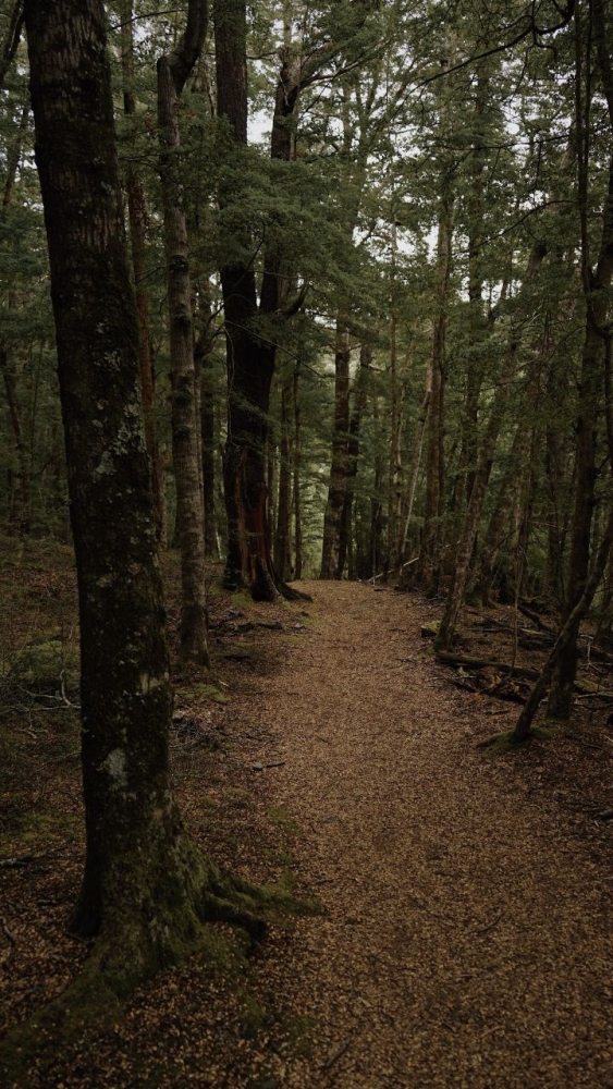 Обои и заставки на тему Лес, фото 9 Обои и заставки на тему Лес, фото 9