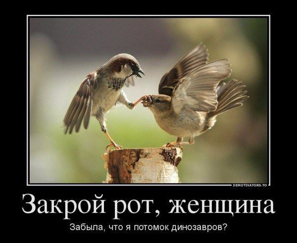 Животные очаровывают, фото 21 Животные очаровывают, фото 21