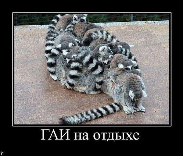 Животные очаровывают, фото 23 Животные очаровывают, фото 23