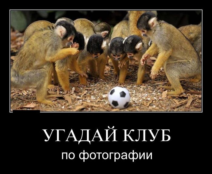 Осторожно, обезьянки - смешные демотиваторы про обезьян