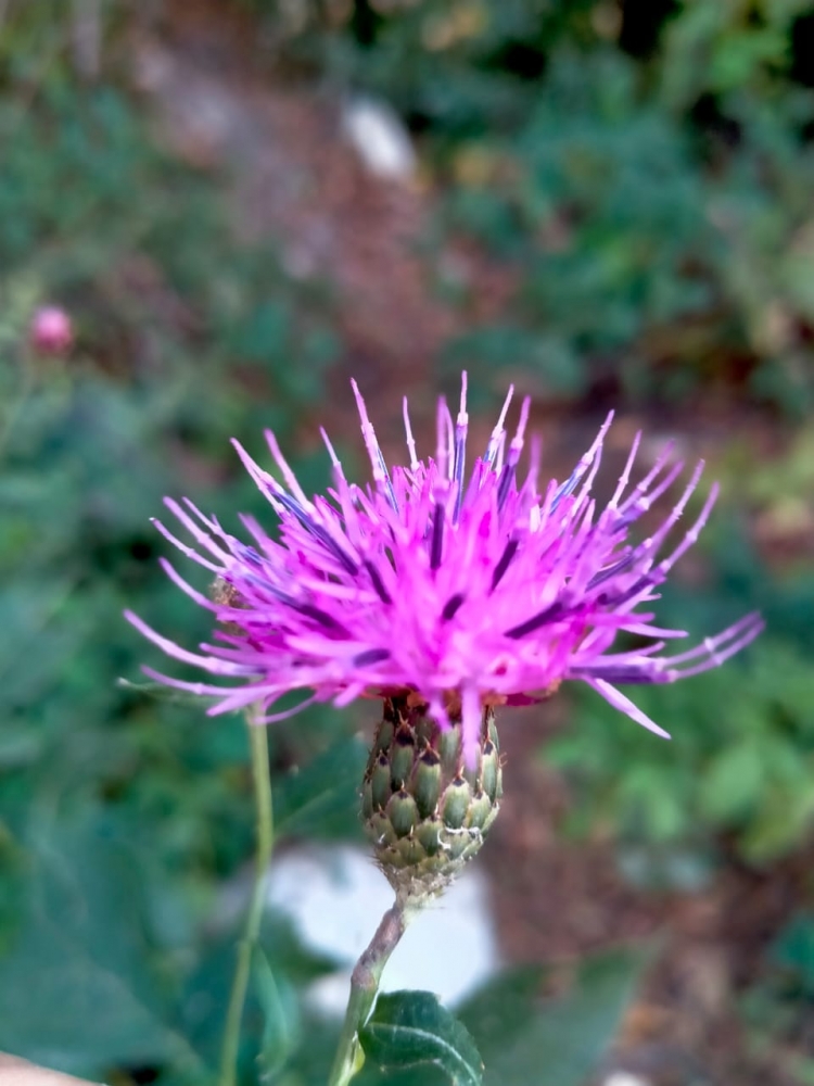 Любые цветы хороши, фото 2