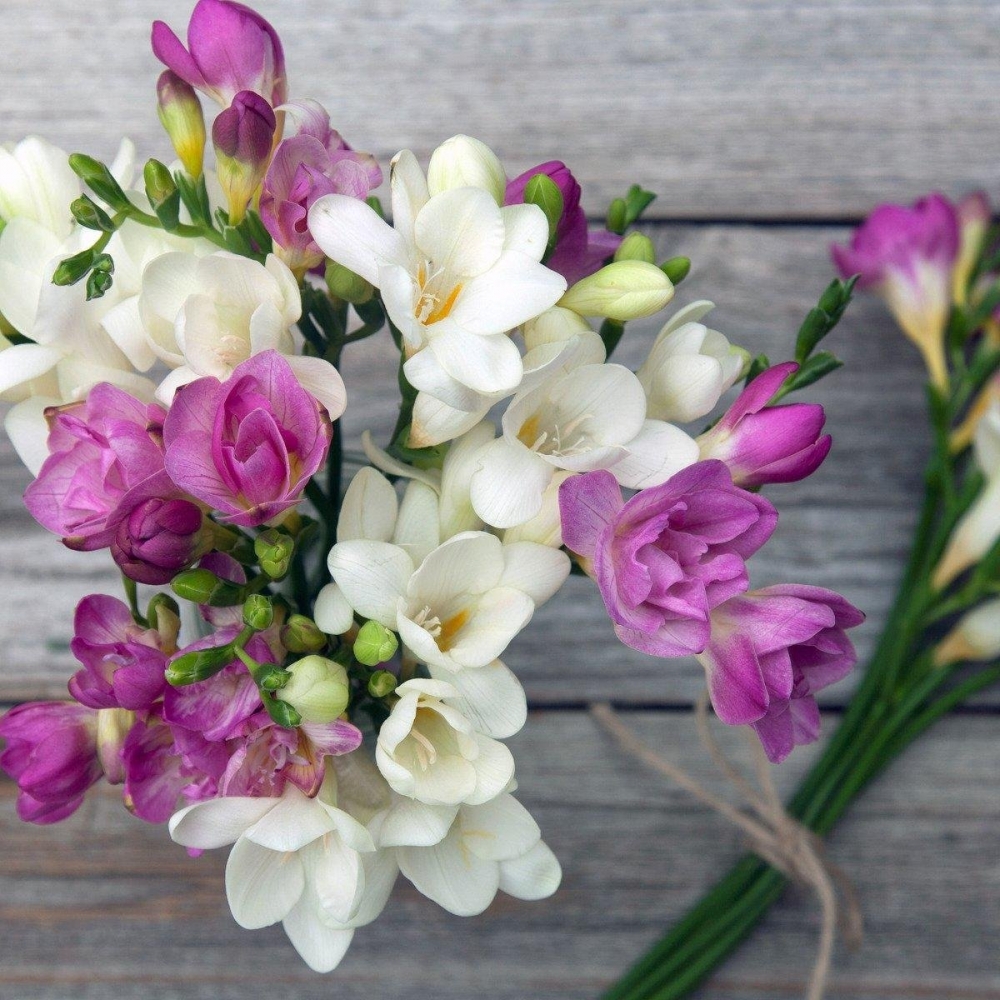 Волшебство нежной фрезии, фото 12