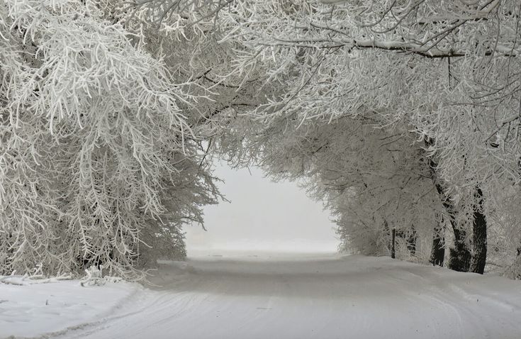 Зимняя сказка, фото 11 Зимняя сказка, фото 11