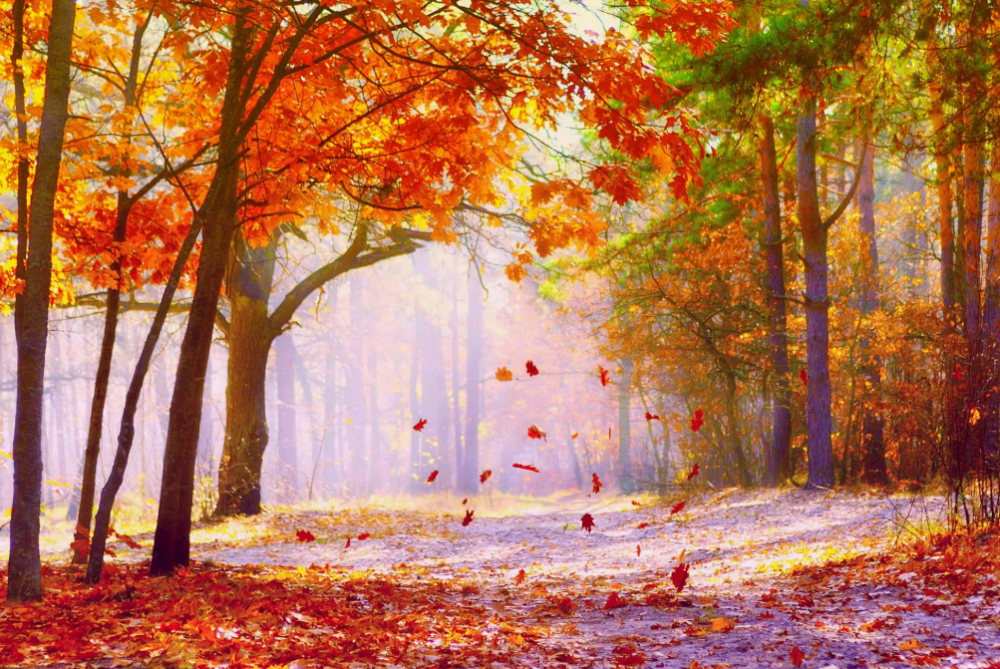 Листья золотой осени, фото 12 Листья золотой осени, фото 12