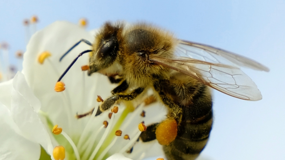 Обои насекомые (1), фото 13 Обои насекомые (1), фото 13