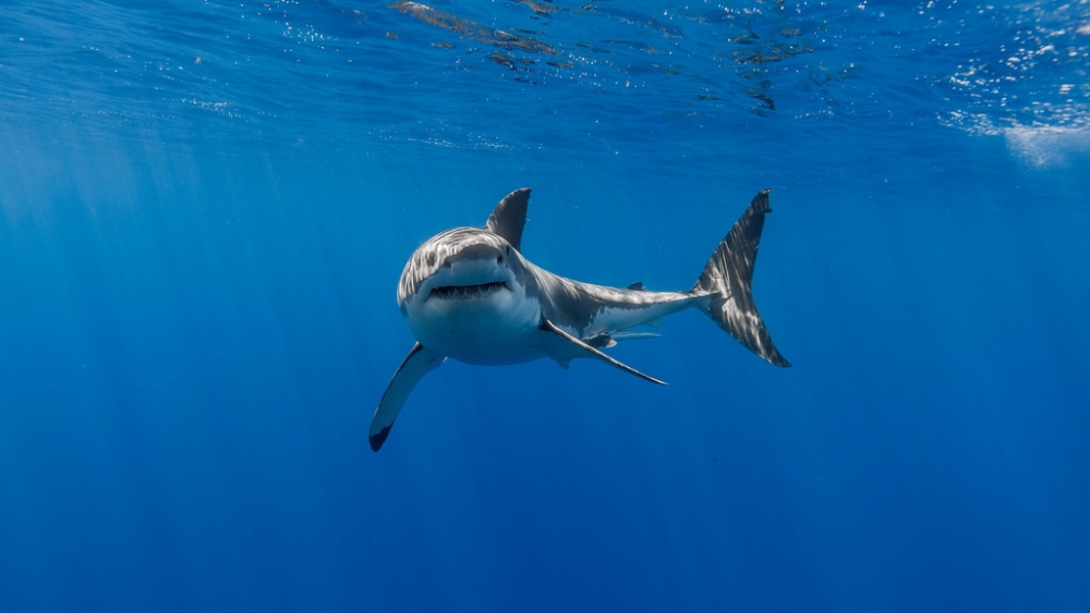 Обои мир моря (2), фото 12 Обои мир моря (2), фото 12