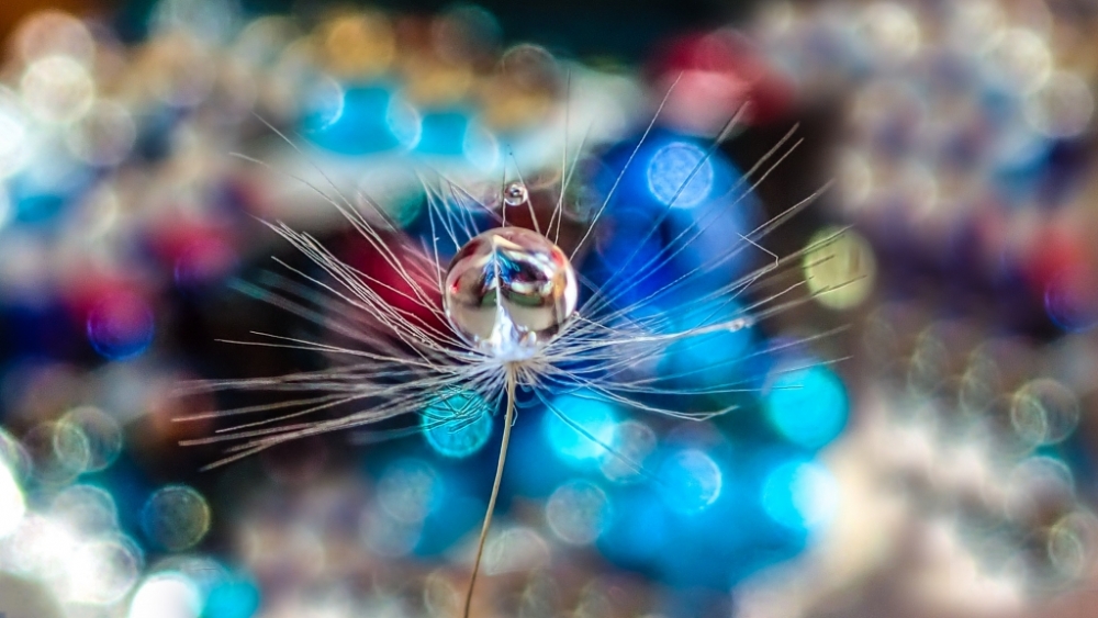 Обои макро (1), фото 13 Обои макро (1), фото 13