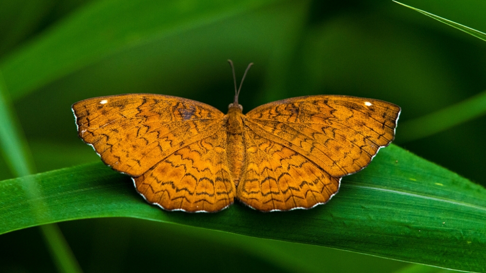 Обои насекомые (2), фото 12 Обои насекомые (2), фото 12