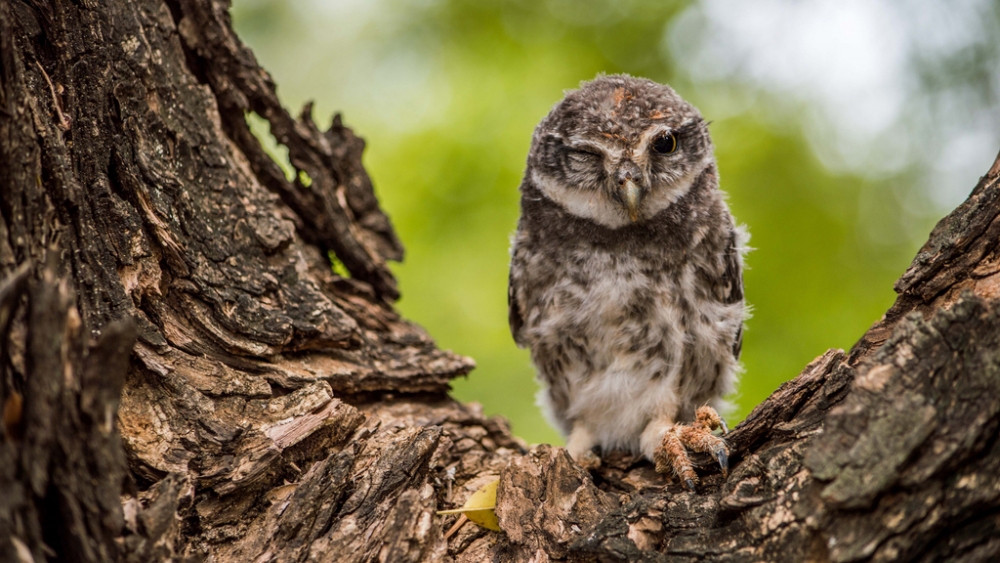 Обои птицы (1), фото 12 Обои птицы (1), фото 12