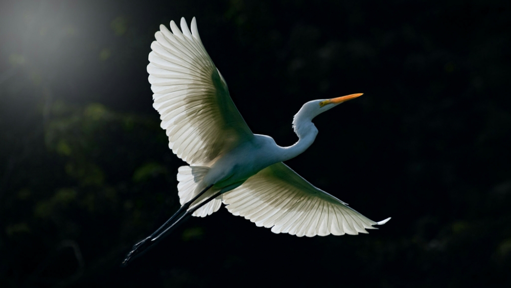 Обои птицы (2), фото 13 Обои птицы (2), фото 13