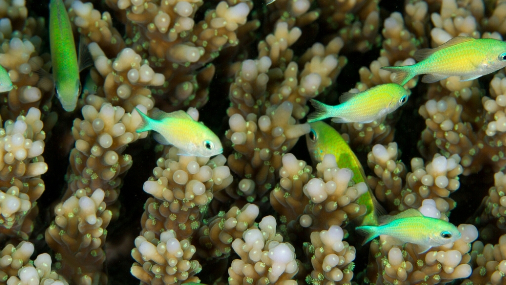 Обои мир моря (1), фото 12 Обои мир моря (1), фото 12