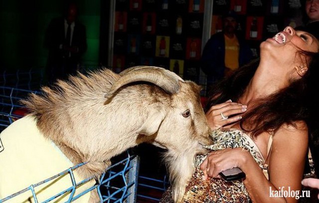 Демотиваторы про Козликофф, фото 2 Демотиваторы про Козликофф, фото 2