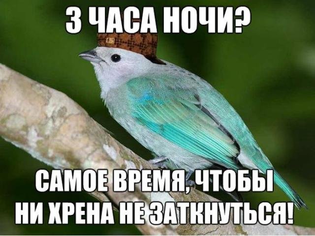 Смешные картинки с животными, фото 2 Смешные картинки с животными, фото 2