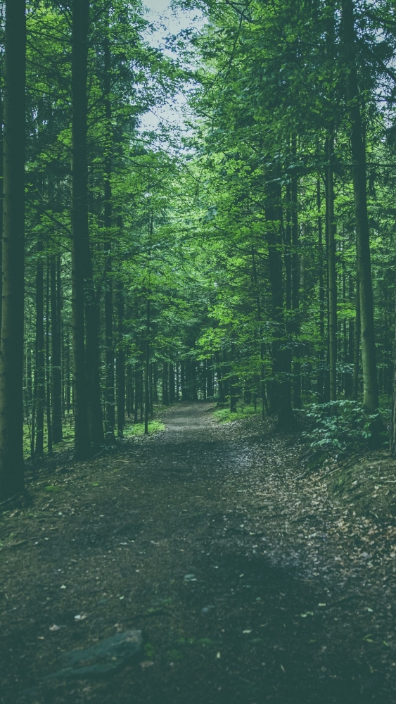 Обои и заставки на тему Лес, фото 6 Обои и заставки на тему Лес, фото 6