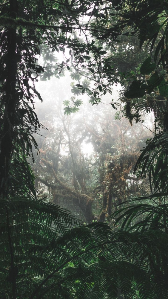 Обои и заставки на тему Лес, фото 19 Обои и заставки на тему Лес, фото 19