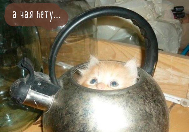 Смешные картинки с котиками. Часть 2, фото 8 Смешные картинки с котиками. Часть 2, фото 8