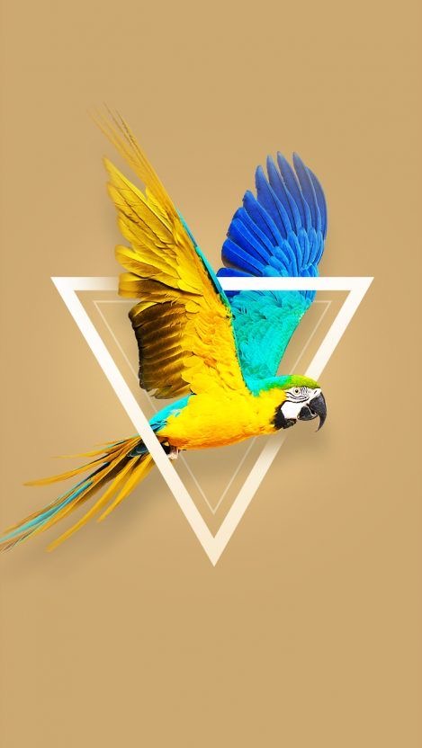 Обои с животными. Мир птиц: попугаи 🦜 , фото 9 Обои с животными. Мир птиц: попугаи 🦜 , фото 9