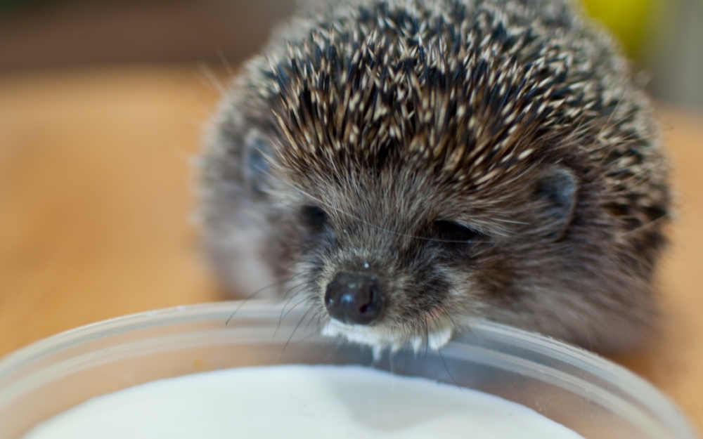 Смешные ежики , фото 24 Смешные ежики , фото 24