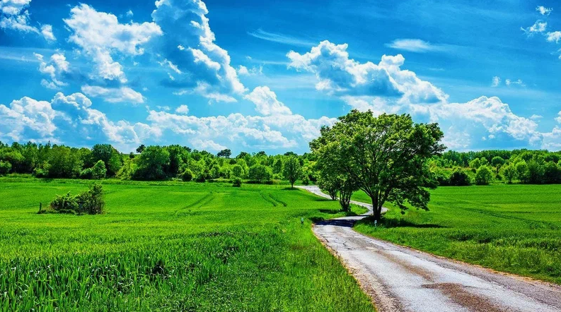 Лето, лето, васильки в букетах), фото 13