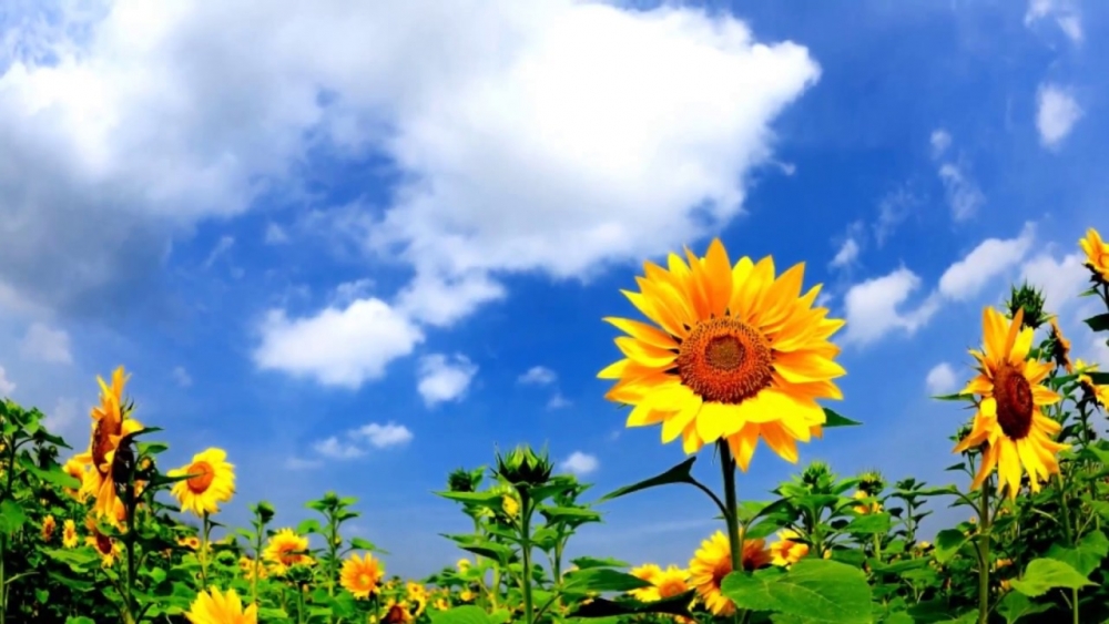 Подобранные мною пейзажи по теме Времена года, фото 10 Подобранные мною пейзажи по теме Времена года, фото 10