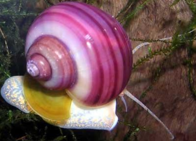 Удивительная красота улиток, фото 13 Удивительная красота улиток, фото 13