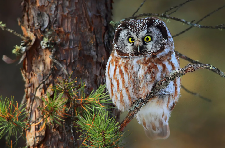 Совы... они такие... совы..., фото 13 Совы... они такие... совы..., фото 13
