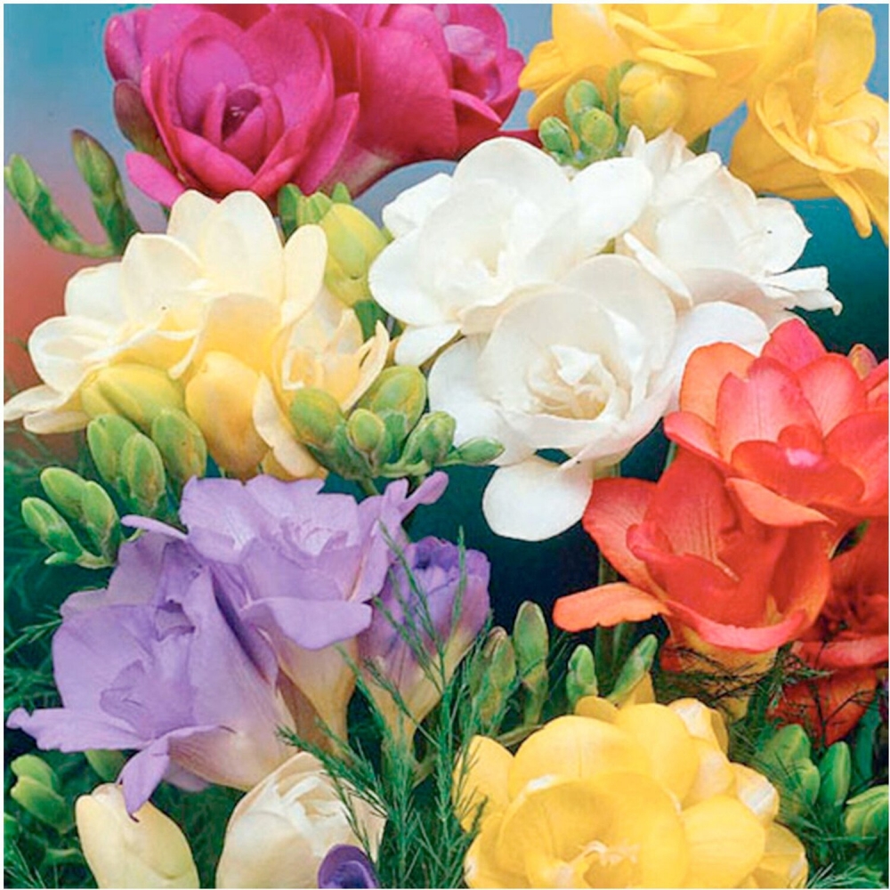 Волшебство нежной фрезии, фото 13