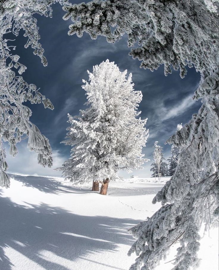 Зимняя сказка, фото 12 Зимняя сказка, фото 12