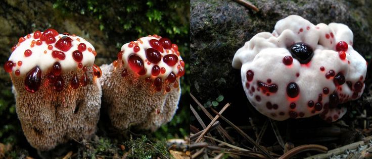 Удивительные грибы, фото 13 Удивительные грибы, фото 13