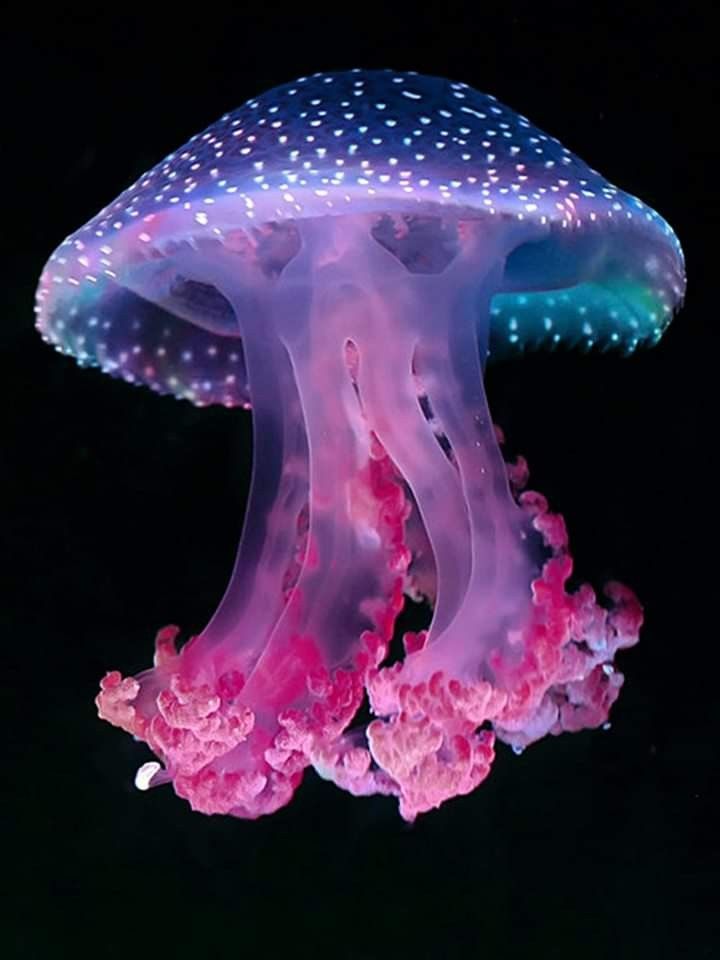 Удивительные медузы, фото 12