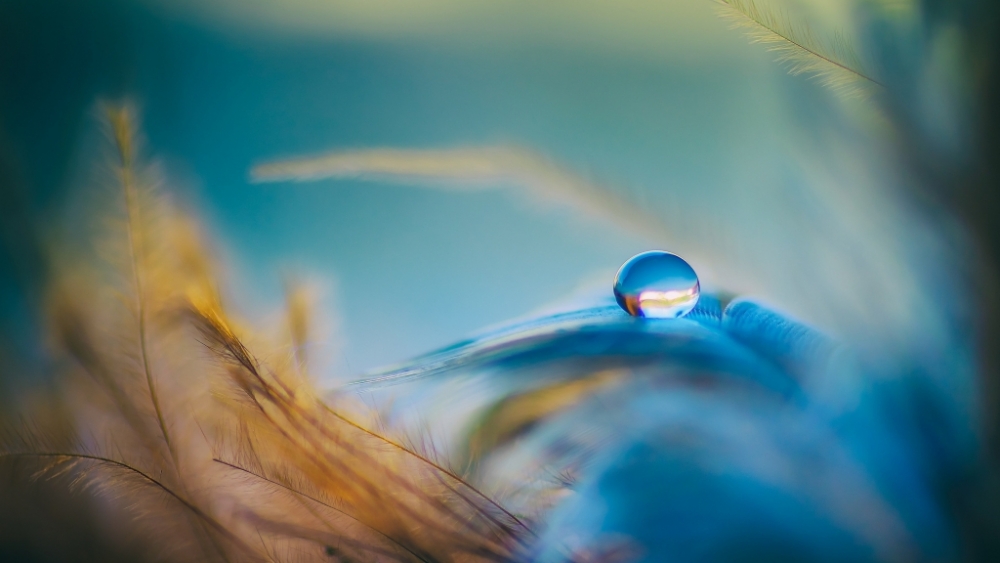 Обои макро (1), фото 14 Обои макро (1), фото 14