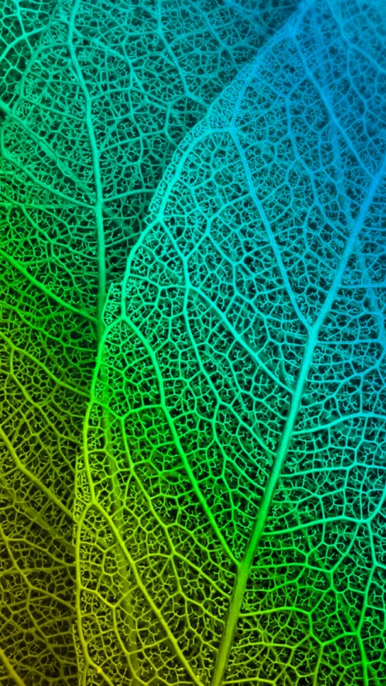 Макро обои для смартфона, фото 14 Макро обои для смартфона, фото 14