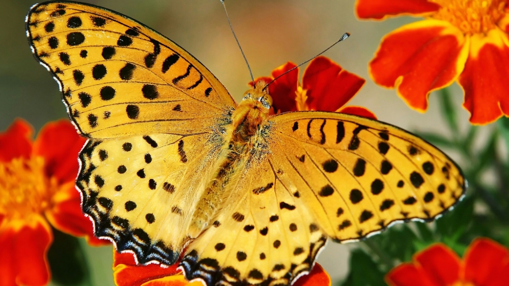 Обои насекомые (2), фото 13 Обои насекомые (2), фото 13