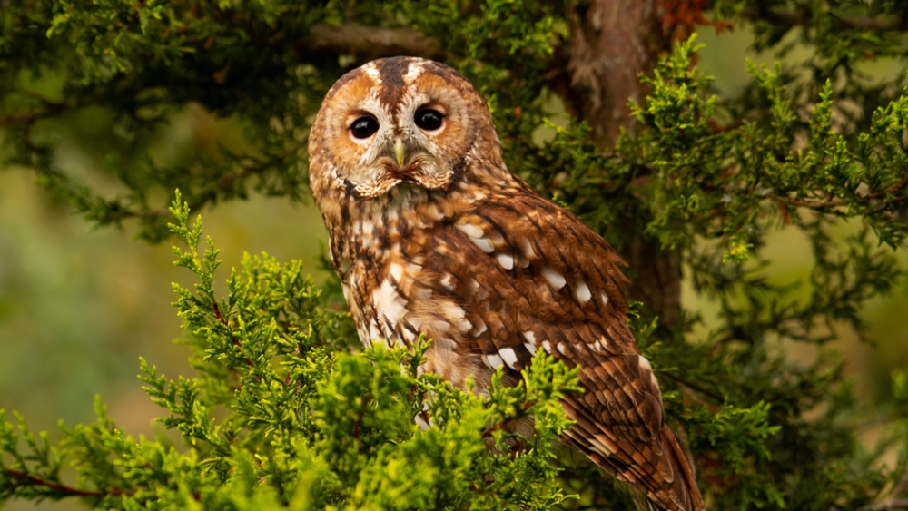 Обои птицы (1), фото 13 Обои птицы (1), фото 13