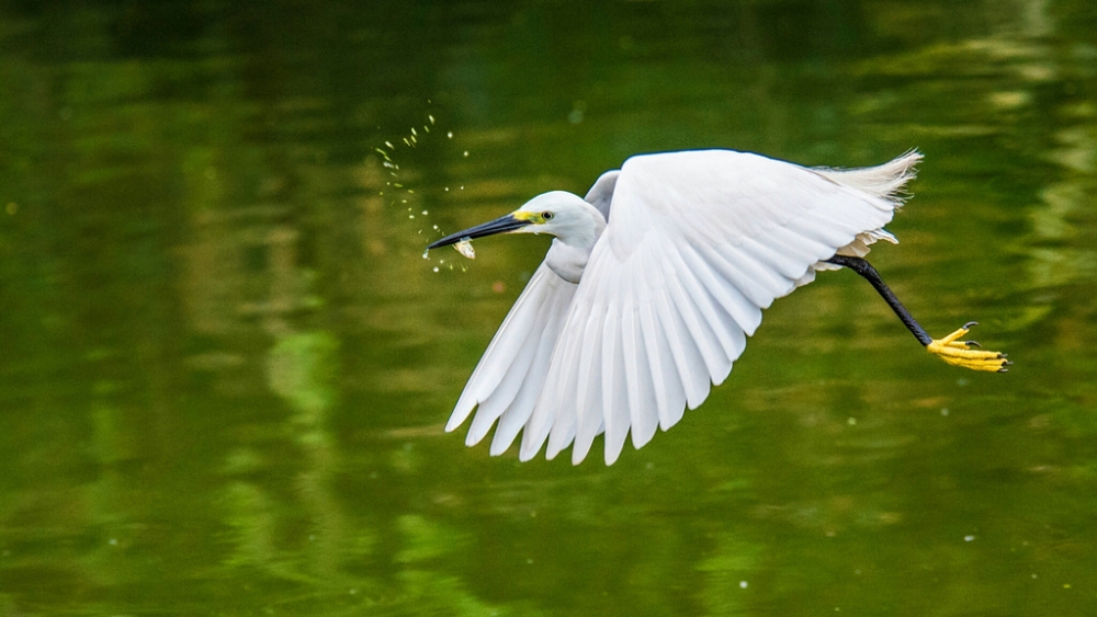 Обои птицы (2), фото 14 Обои птицы (2), фото 14