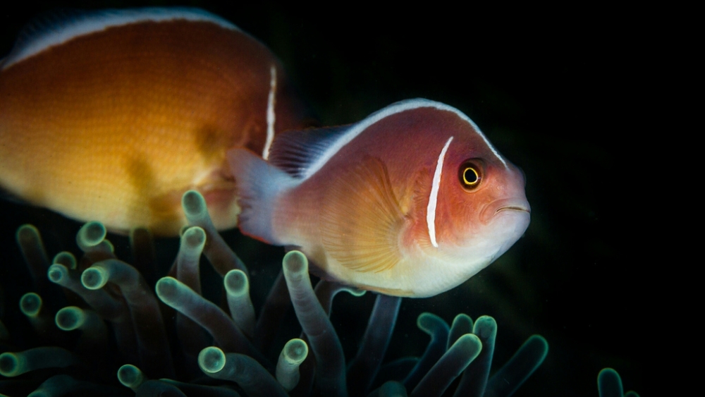 Обои мир моря (1), фото 13 Обои мир моря (1), фото 13