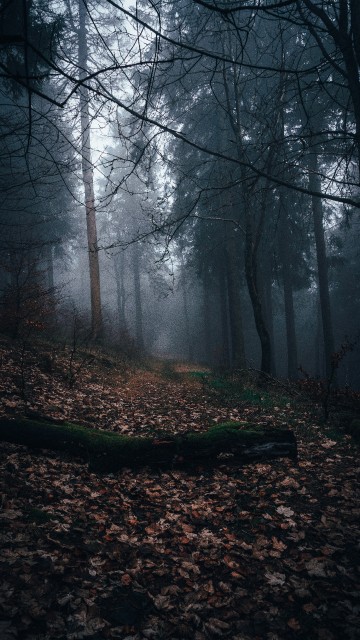 Обои и заставки на тему Лес, фото 17 Обои и заставки на тему Лес, фото 17