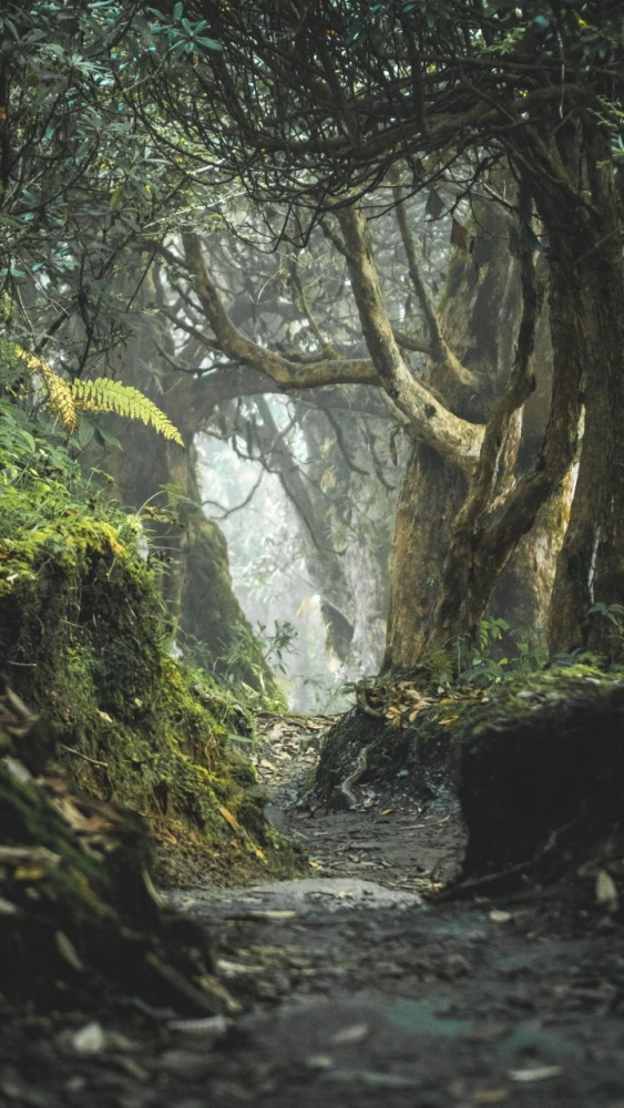 Обои и заставки на тему Лес, фото 27 Обои и заставки на тему Лес, фото 27